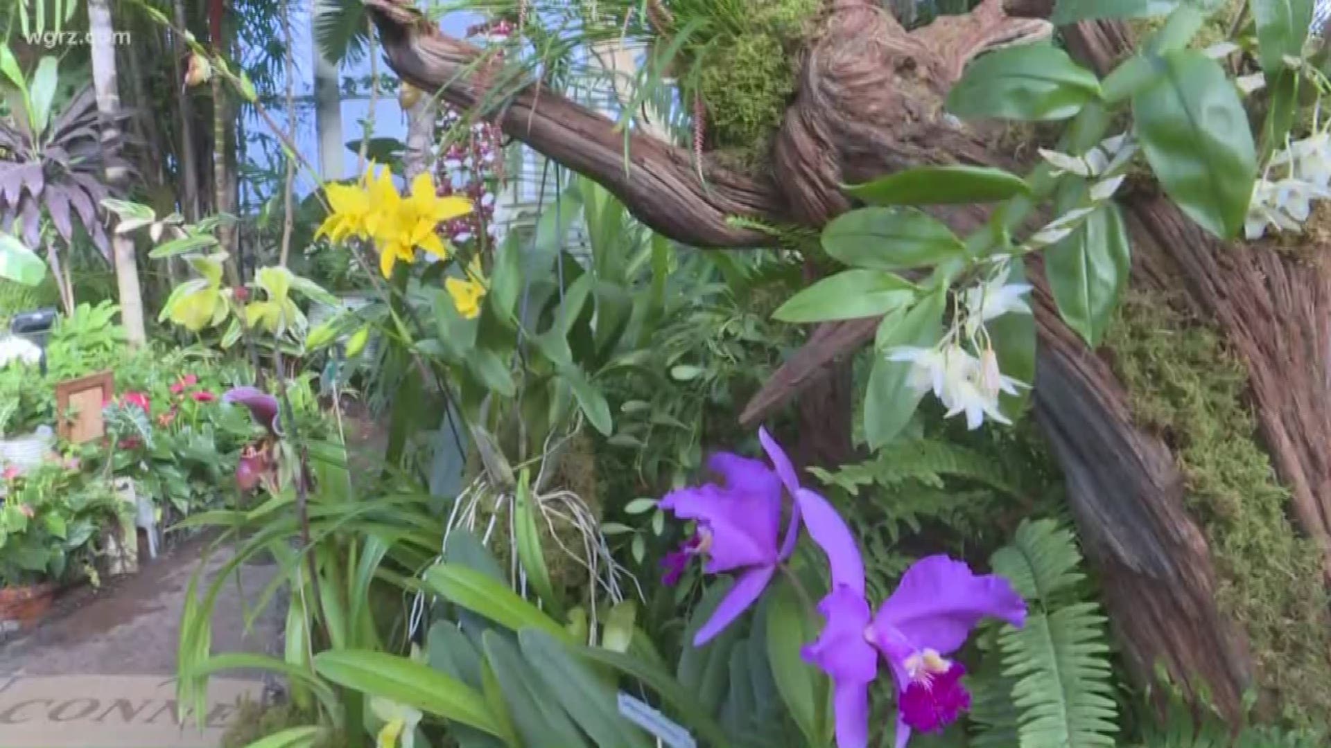 The Niagara Frontier Orchid Society is hosting its annual showcase, Orchids Under the Dome, at the Buffalo and Erie County Botanical Gardens.
