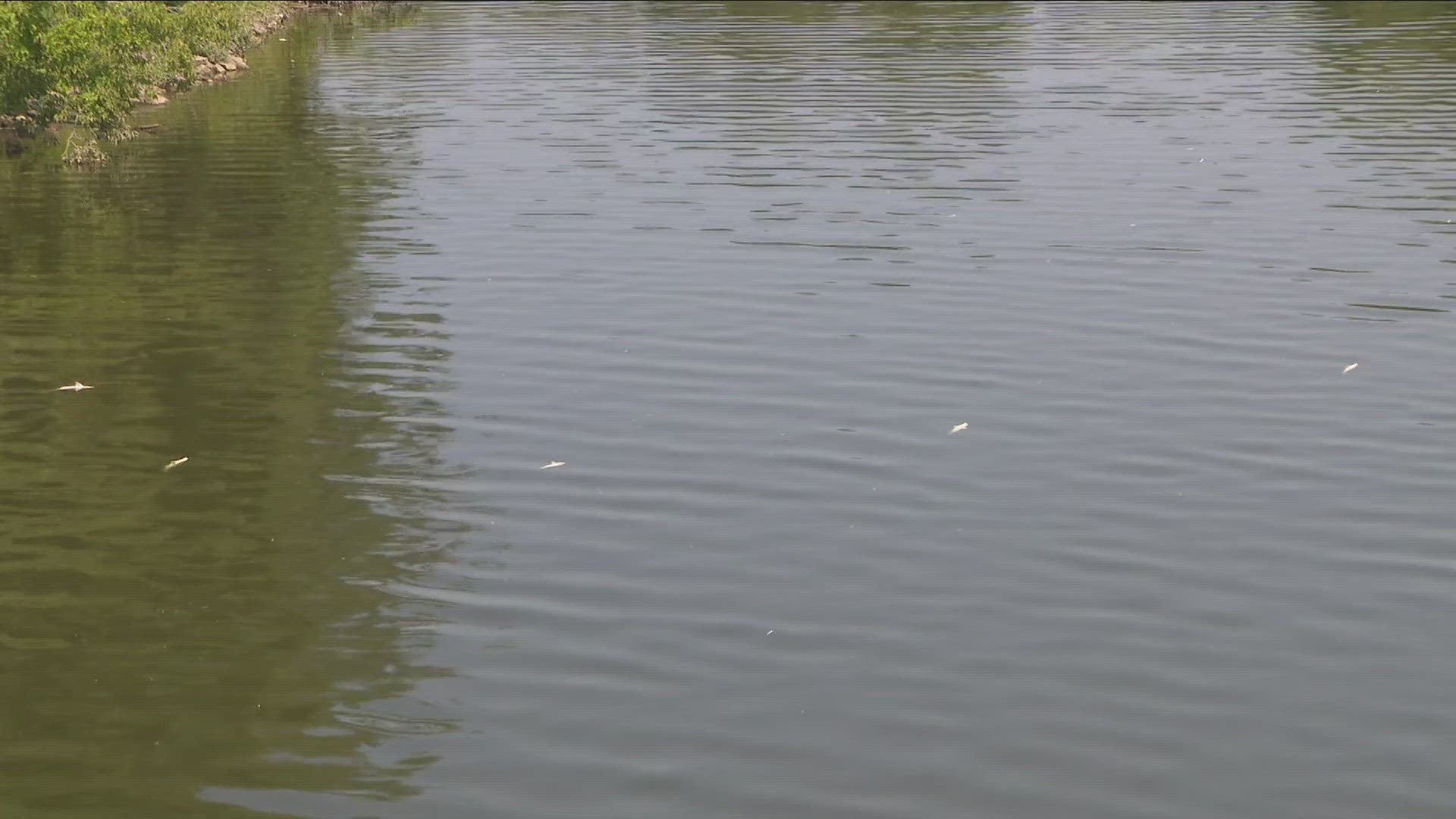 Numerous dead fish in Buffalo River near the Seneca Bluffs