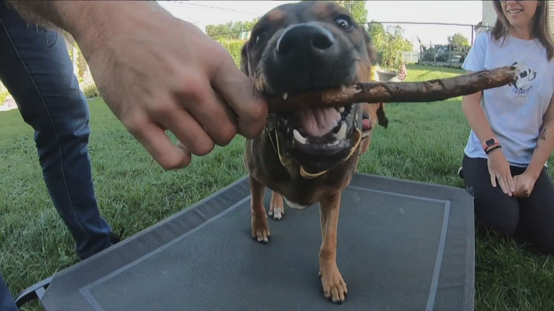 WNY dog rescue battles soaring medical bills