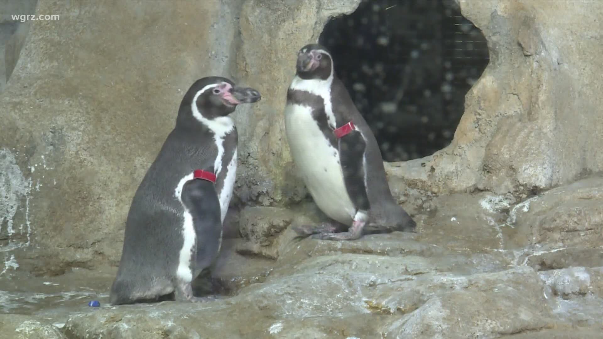 As of Saturday morning the Aquarium of Niagara says it has already sold more than 300 tickets online.