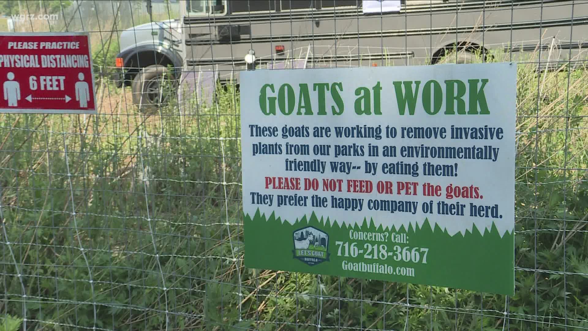 Let's Goat Buffalo herds moving to Concordia cemetery