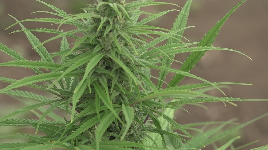 New York expanding cannabis licensing, general-use regulations approved - Vimarsana News