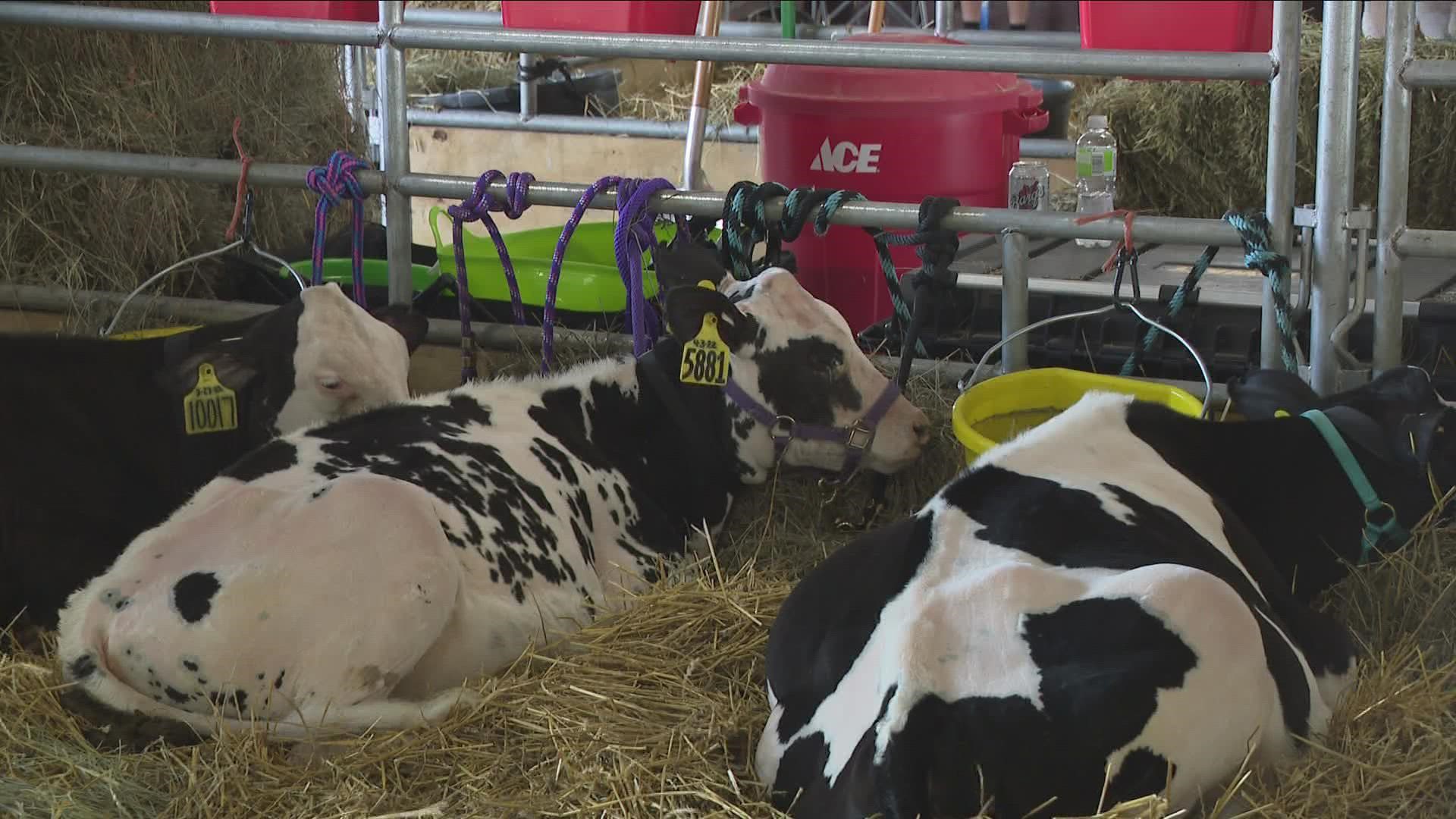 Niagara County fair open now through Sunday