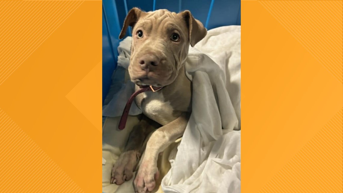 Happy ending for puppy rescued by civilians and Engine Co. 19 - Vimarsana News