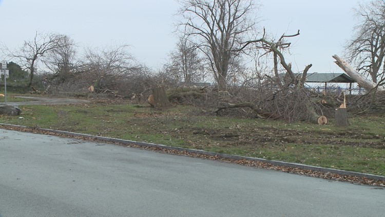 Hundreds of trees taken down at Ralph Wilson Park