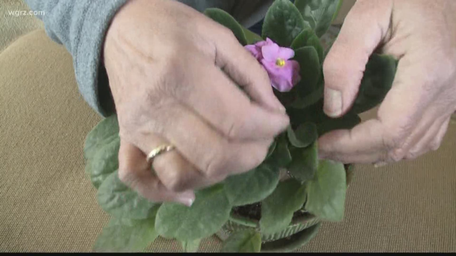 In this week's 2 the Garden, Jackie Albarella has some tips for checking your houseplants for unwanted hitchhikers this winter.