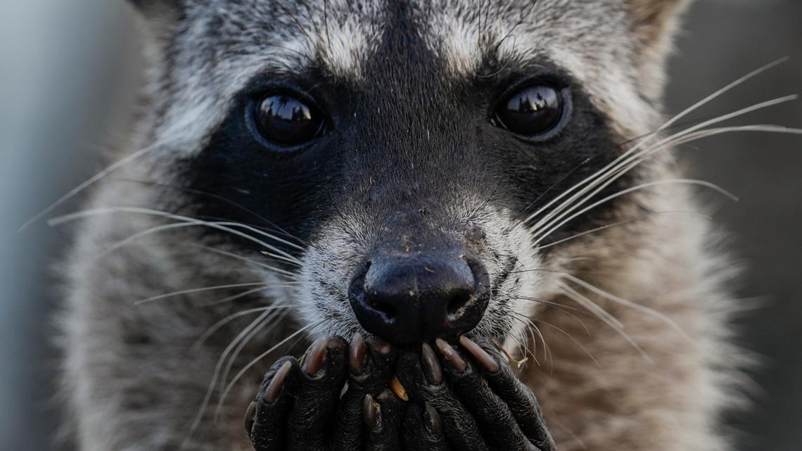 Health officials confirm rabid raccoon in Niagara County