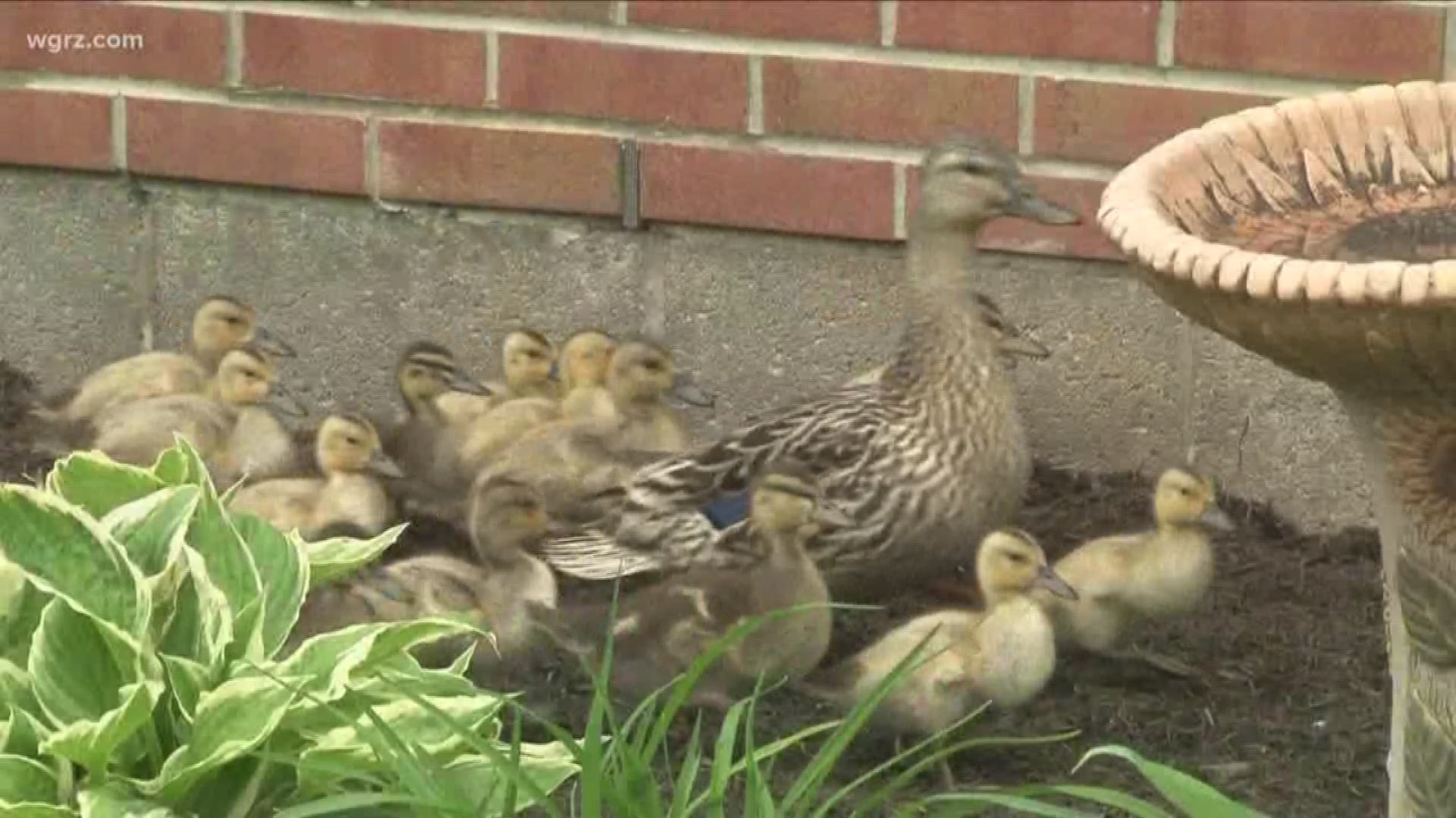 It's an adorable annual tradition — the mothers lay their eggs, and when the ducklings get bigger, the staff escorts them through the halls to a nearby pond.