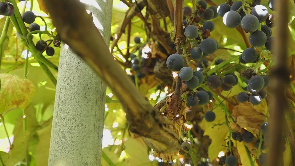 Refresco contract cancellations threaten Western New York grape industry