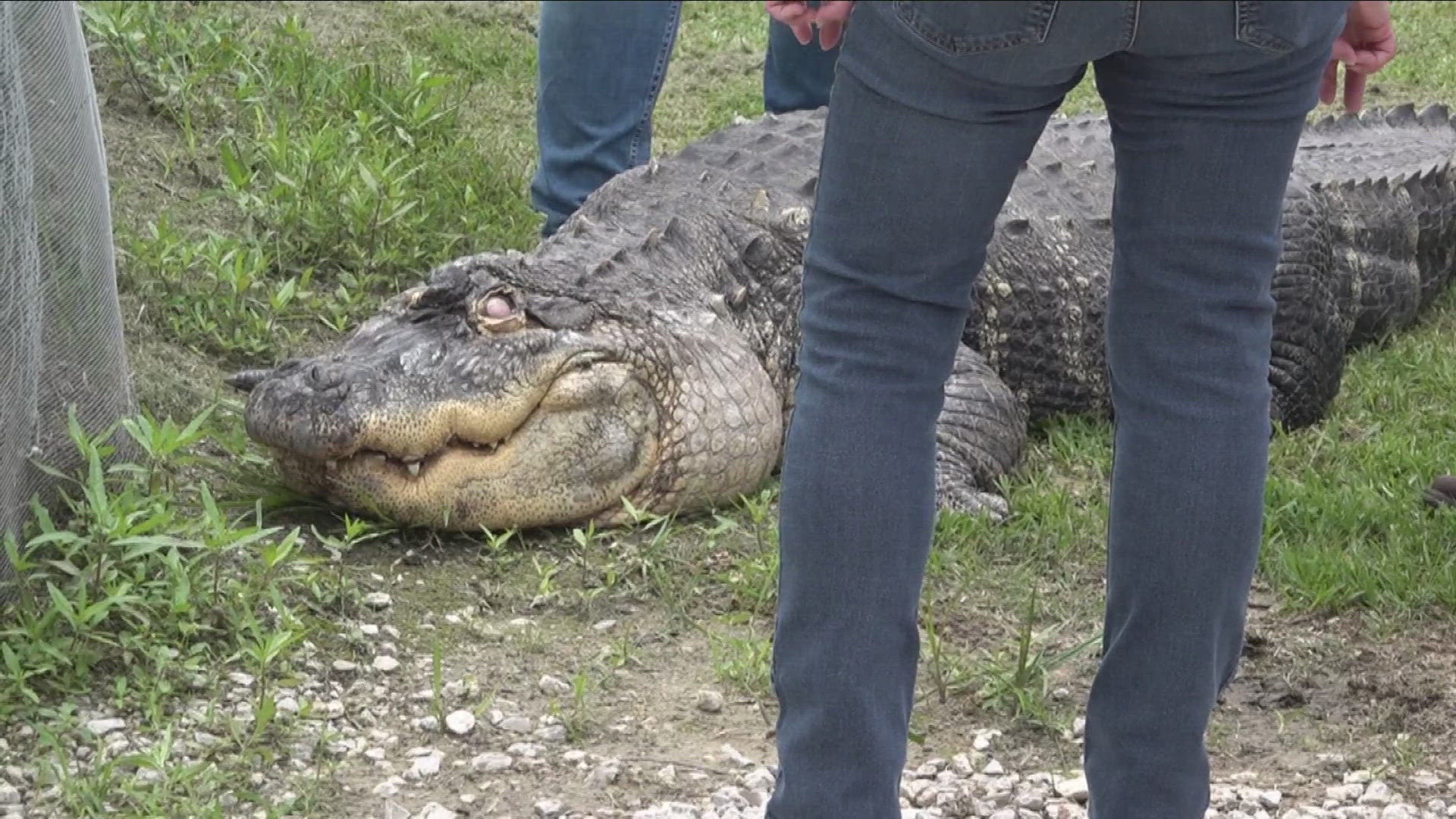 The gator was seized from his owner in March by the New York State Department of Environmental Conservation.