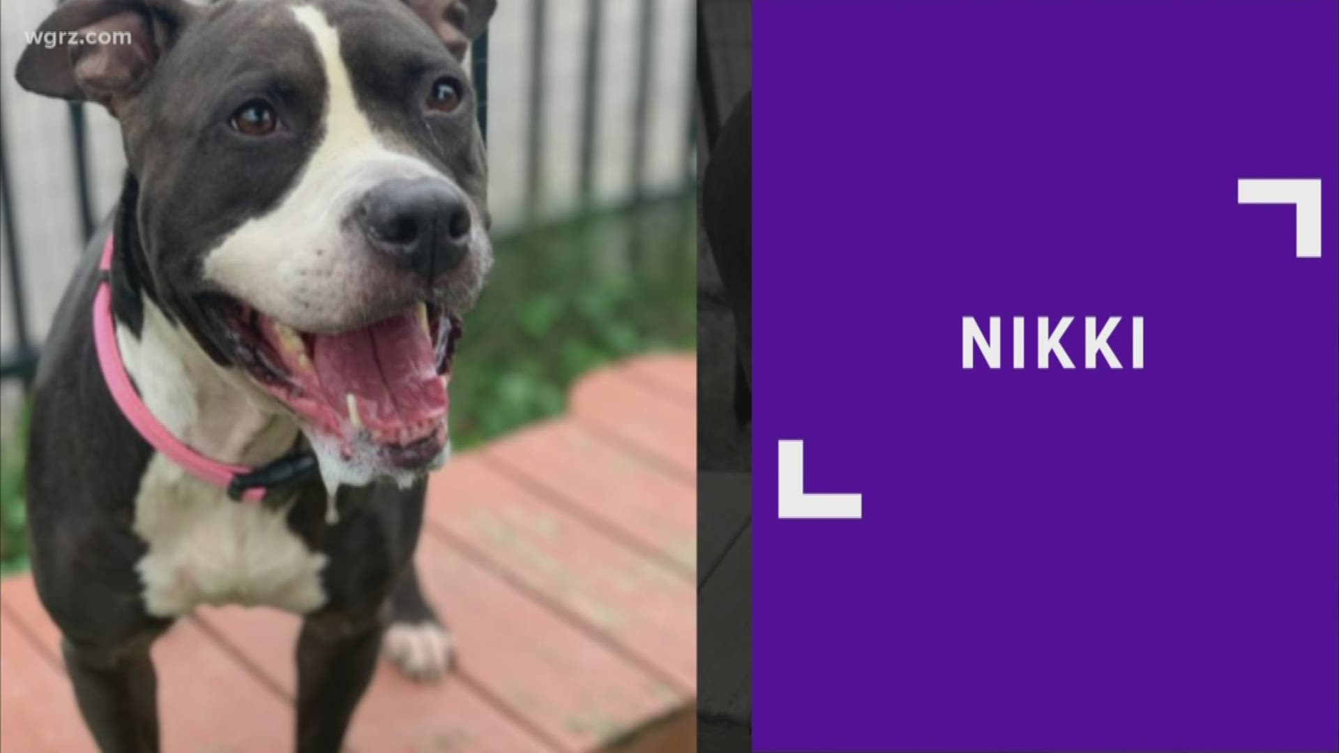Nikki is a very friendly and lovable dog at the Buffalo Animal Shelter. She is very affectionate and loves attention, and is looking for a good home.