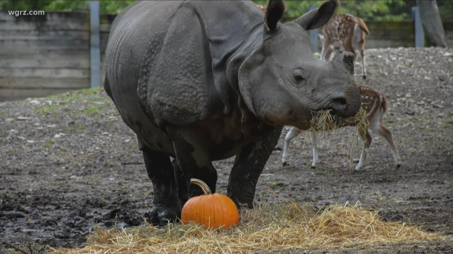 Buffalo Zoo Rhino Pregnant , Due Next Summer