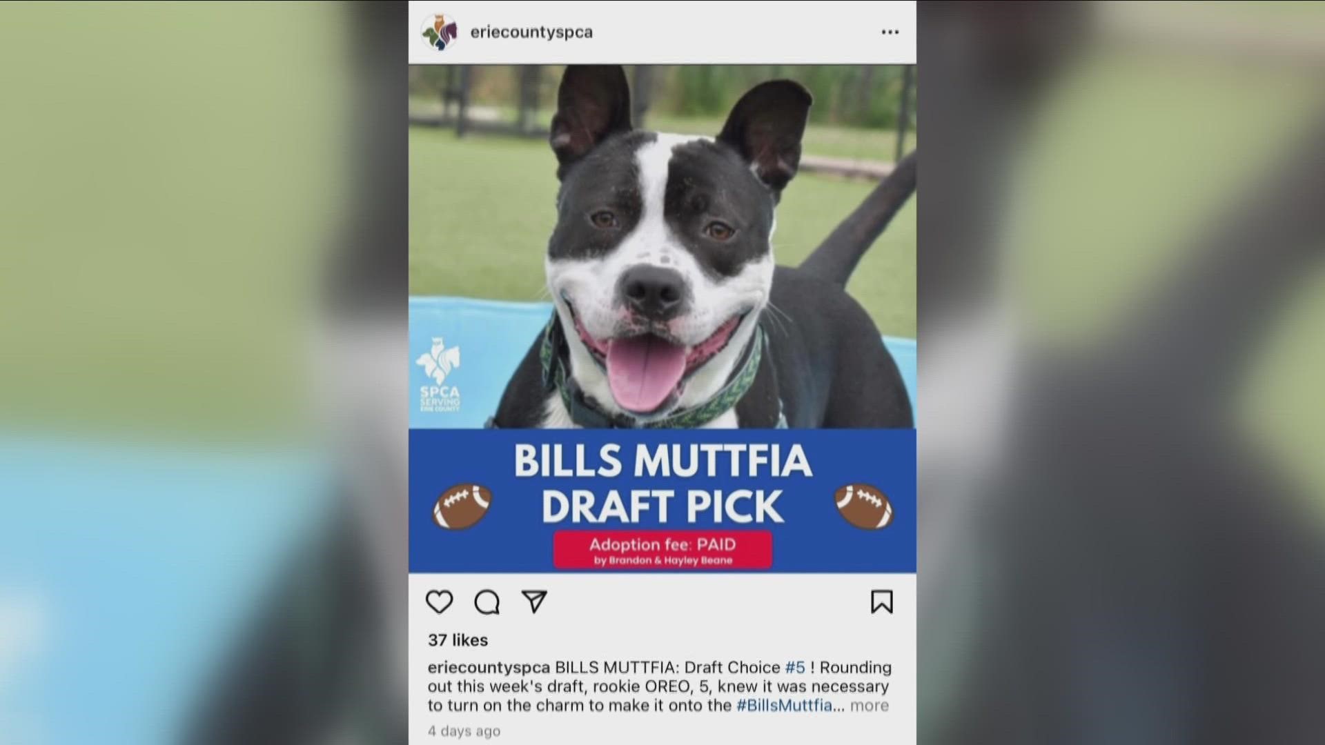 The Buffalo Bills GM's wife, Haley Beane, announced on Twitter that they will make additional donations to the SPCA Serving Erie County.
