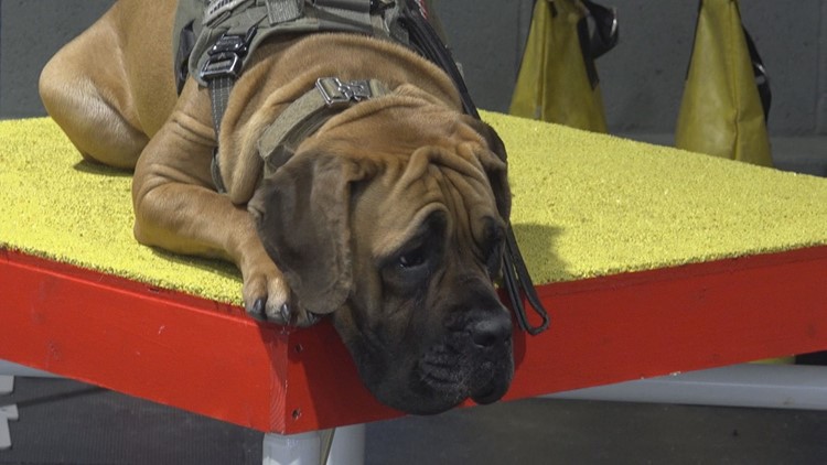 Pawsitive for Heroes helping veterans