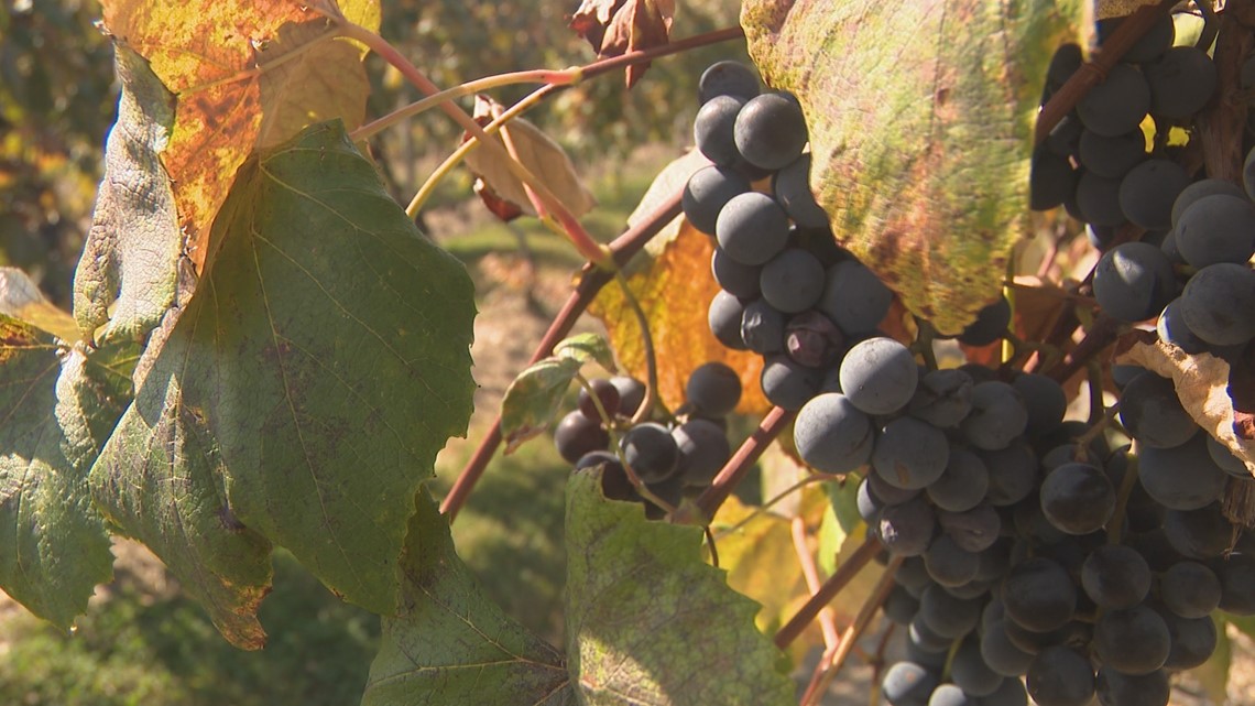 Refresco cancels contracts, rattling grape growers across Western New York