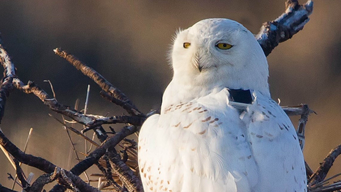 2 The Outdoors: A celebration for birds