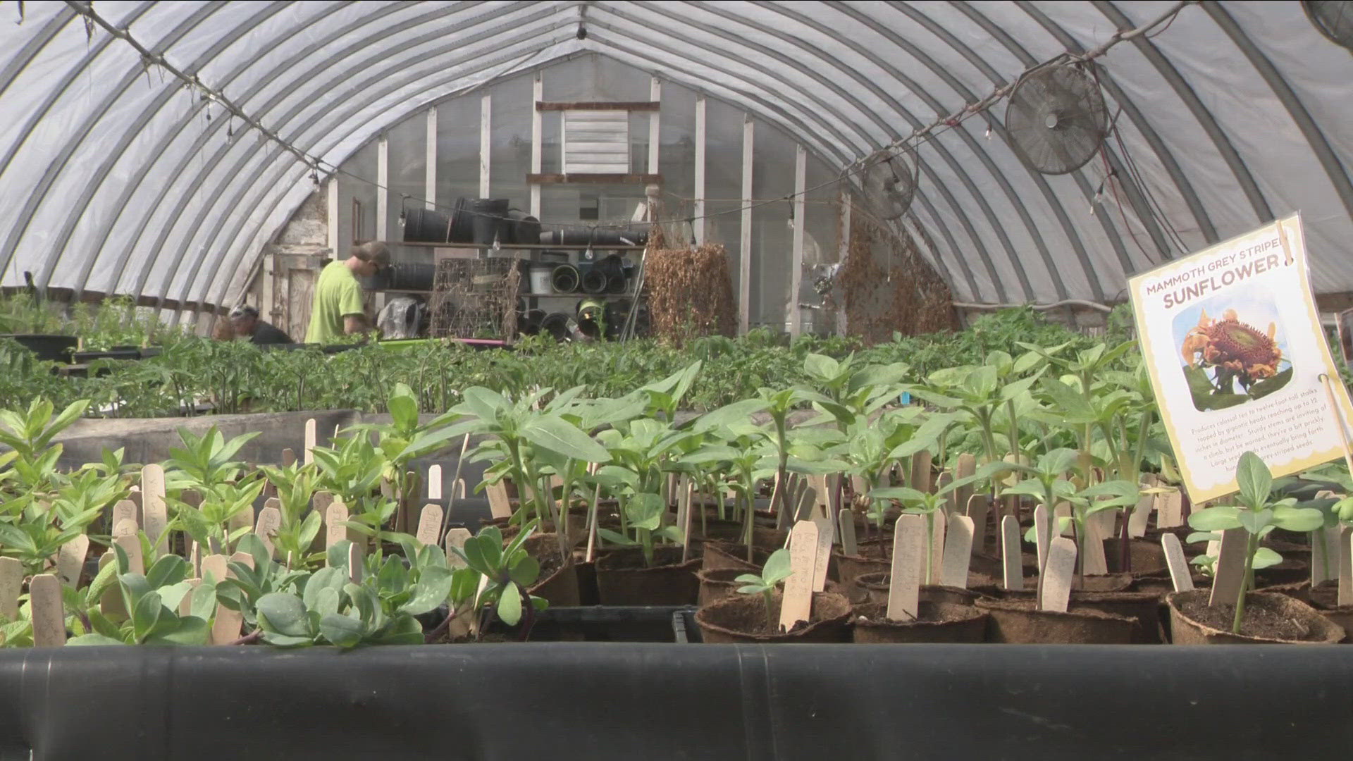 Most Buffalo: 'Mass Ave Project seedling sale this weekend'