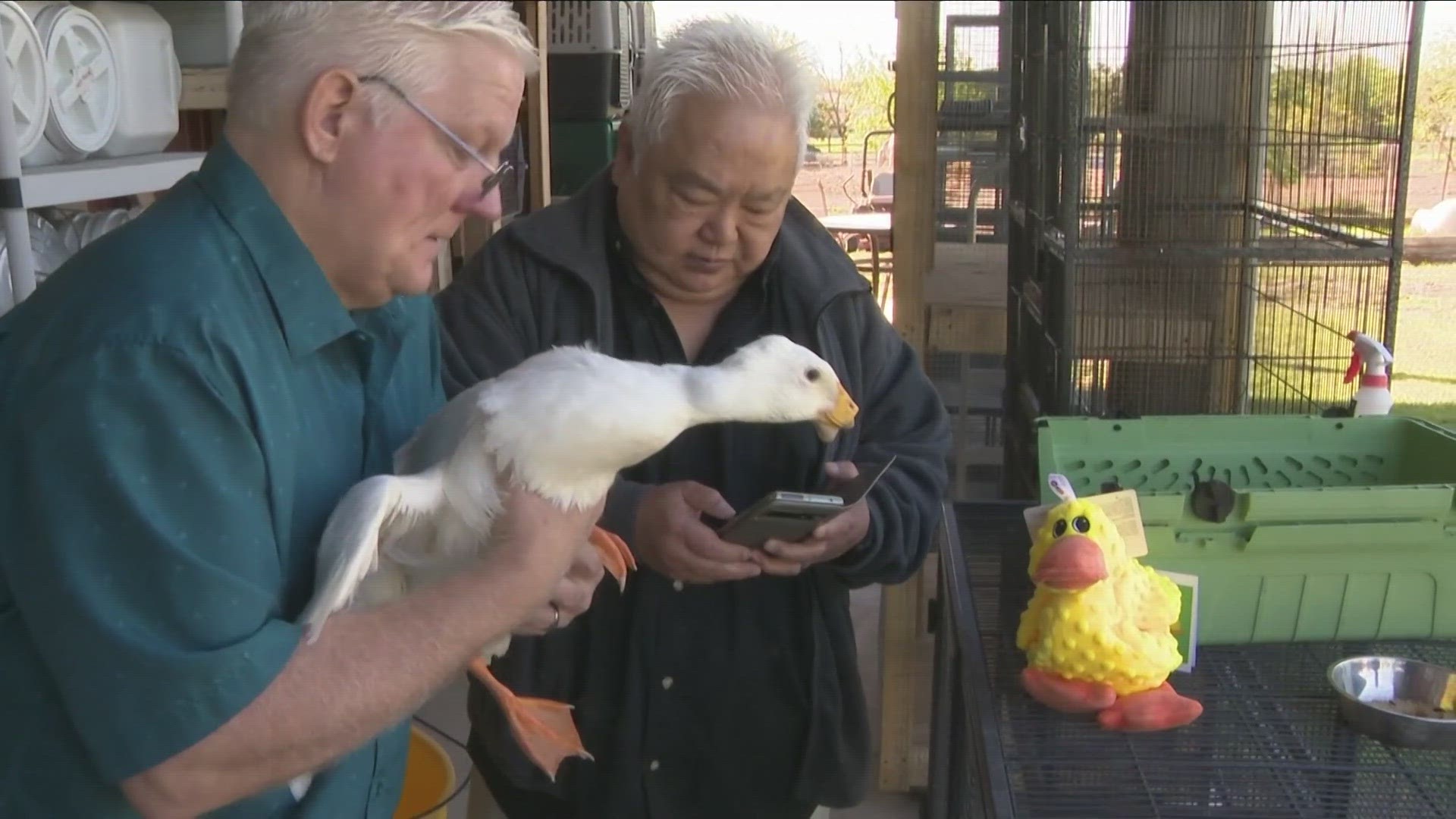 Duck from Texas gets a 3D printed bill