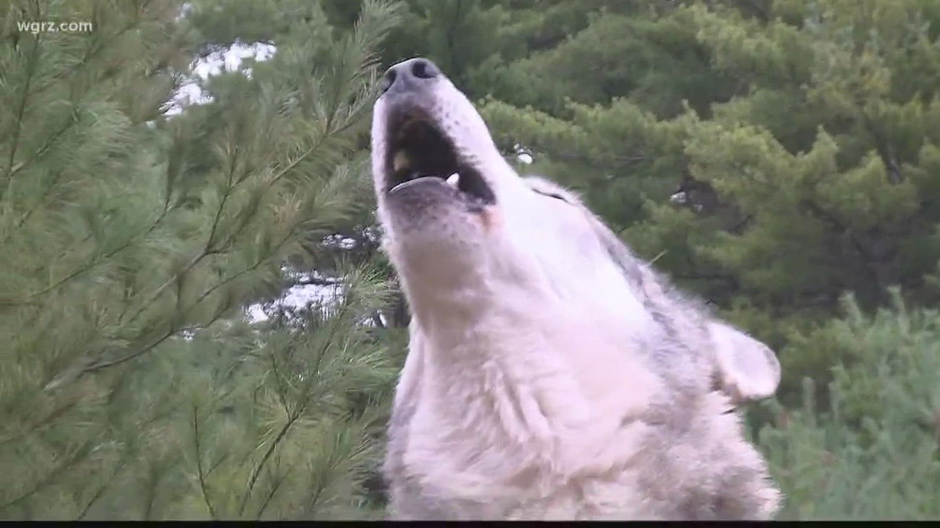 Channel 2's Terry Belke introduces us to the "Wolftalkers" in this week's 2 the Outdoors.