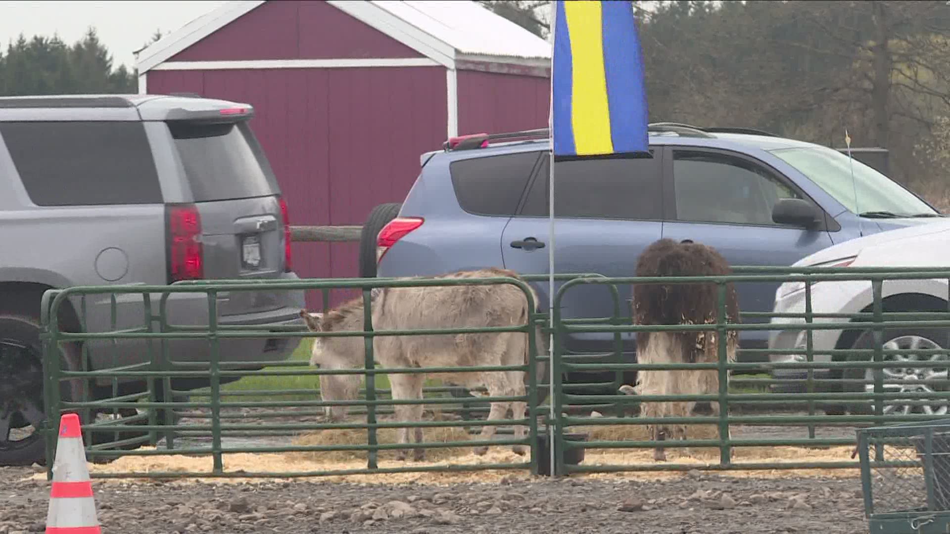 The drive thru zoo is being held Sunday at the Eden Corn Festival grounds.