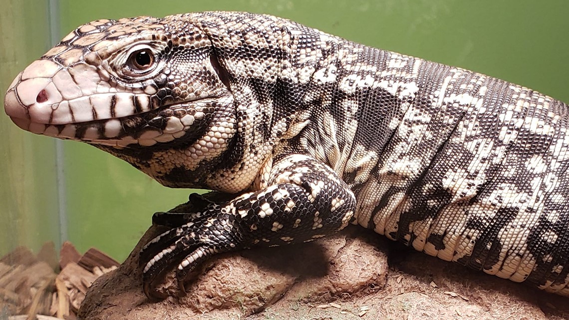 Reptile zoo looking for homes for animals due to closing - Vimarsana News