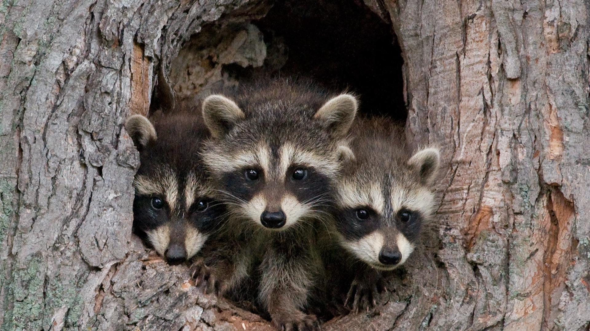 Niagara County confirms rabid raccoon in Wilson | wgrz.com