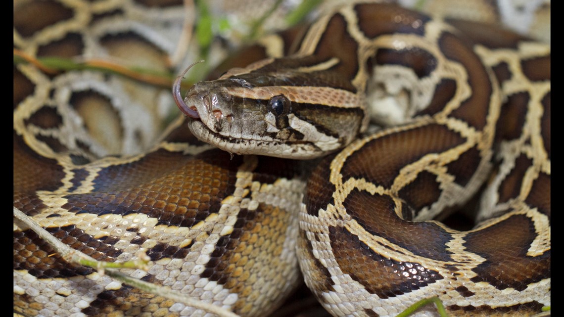 Man charged with smuggling pythons in his pants at US border | wgrz.com