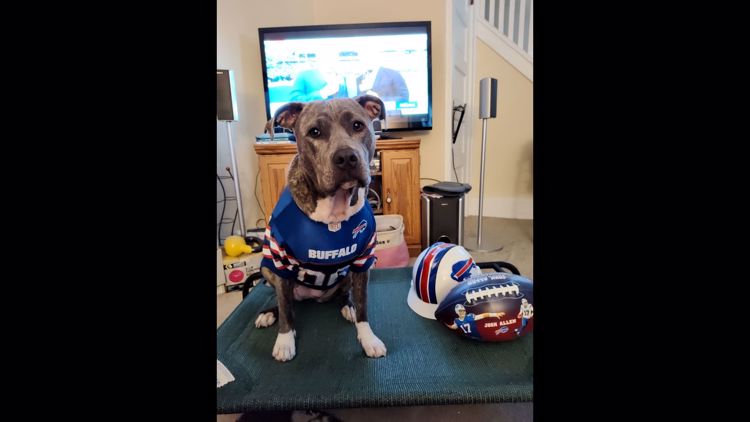 PHOTOS: Bills Mafia dogs