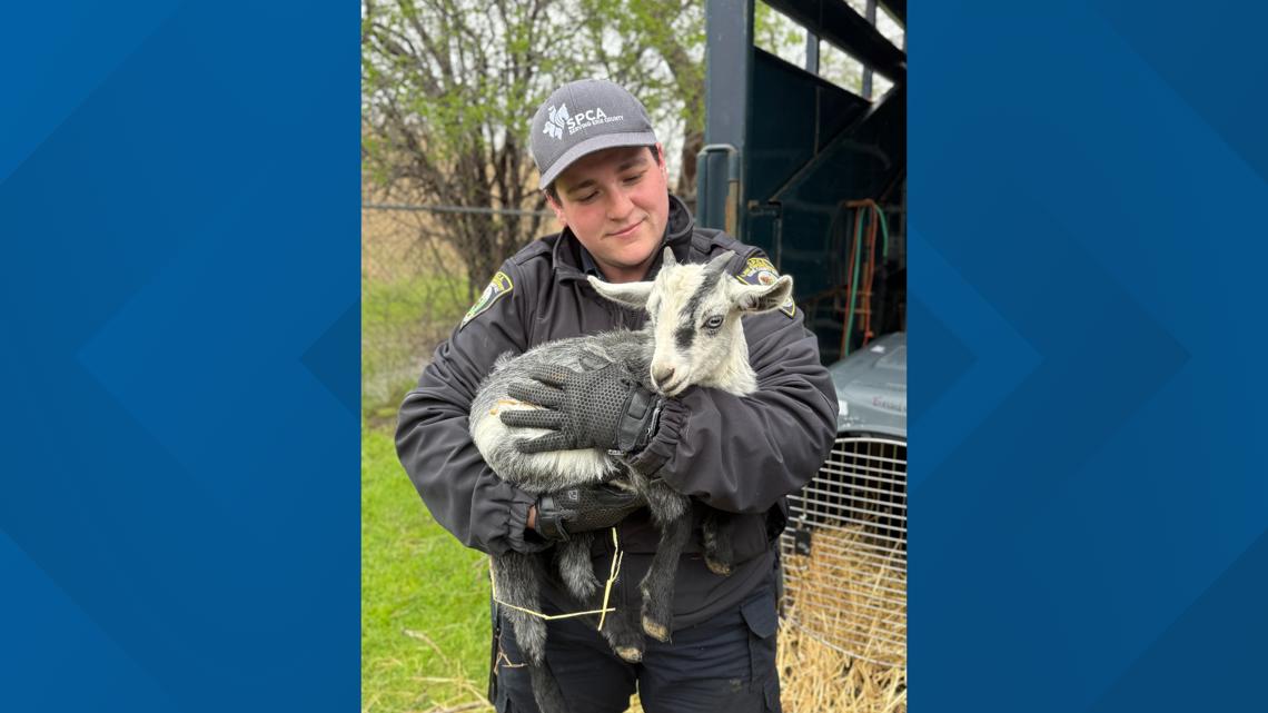 Dozens of animals rescued from Springville farm