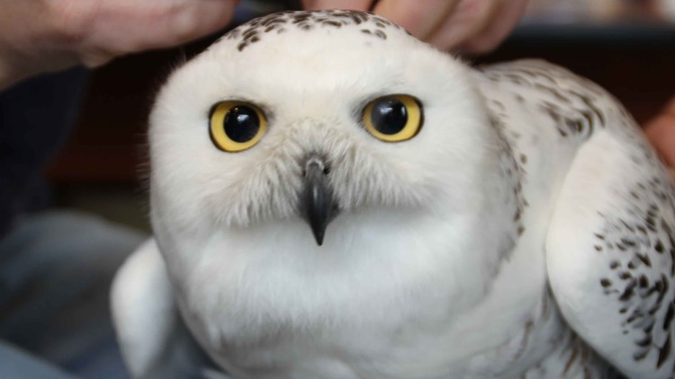 2 The Outdoors: Project Snowstorm, tracking snowy owls
