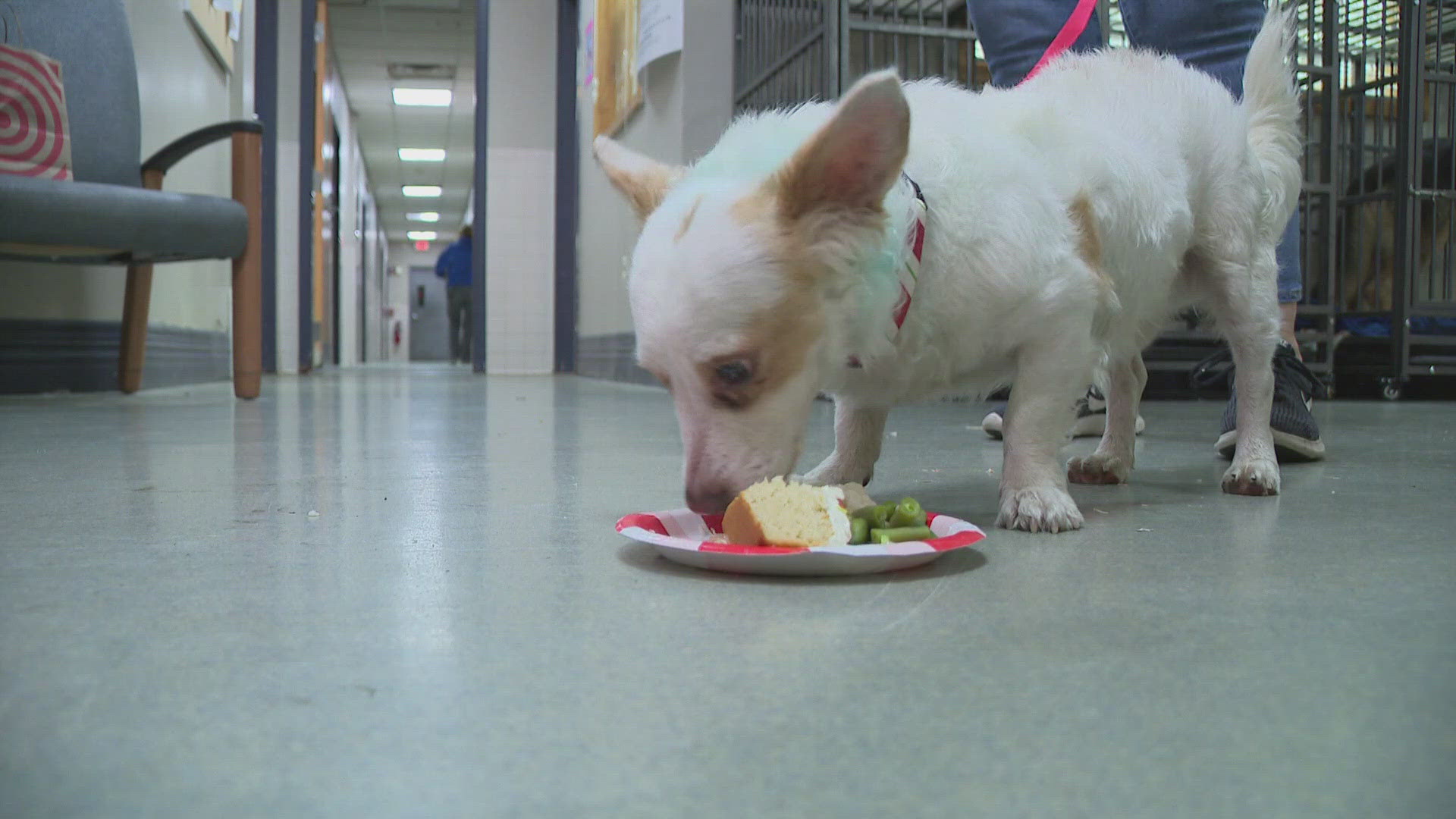 The Buffalo Barkery team created a gourmet menu to treat the animals to a memorable and heartwarming holiday experience.