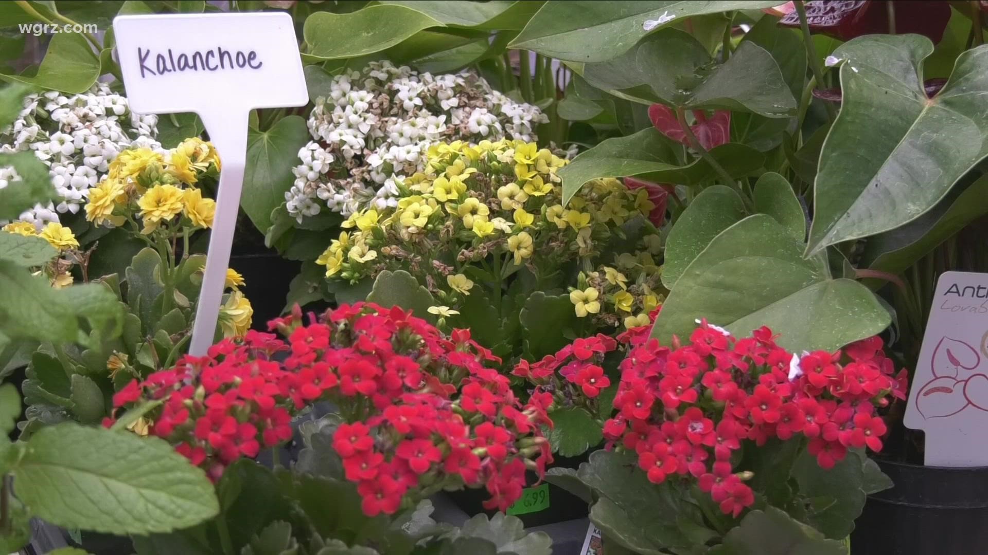 2  The Garden: Jackie Albarella has tips on how to find the perfect plant for your home.