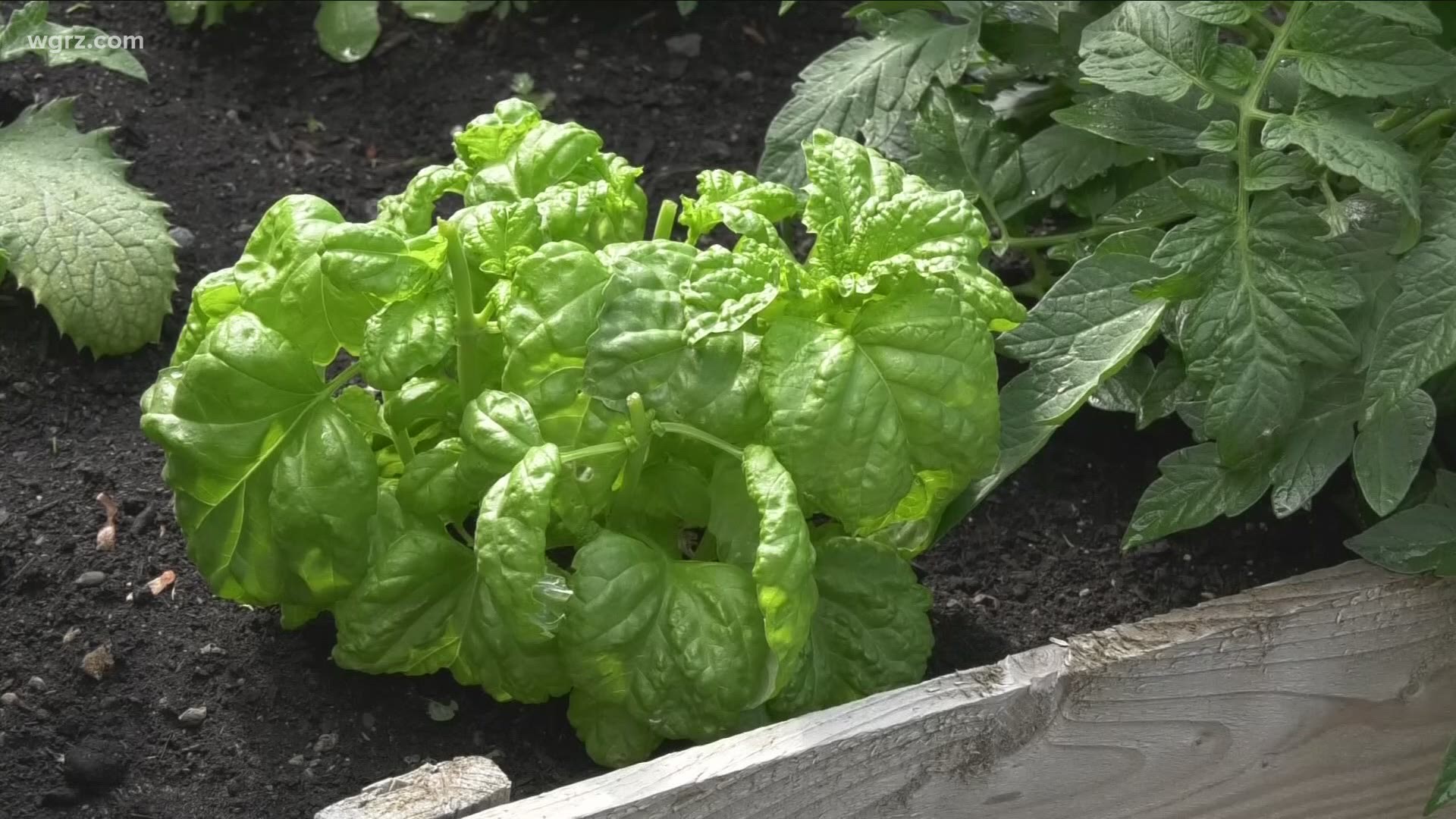 Gardening expert Jackie Albarella explains why it's important to pick your vegetables and herbs.