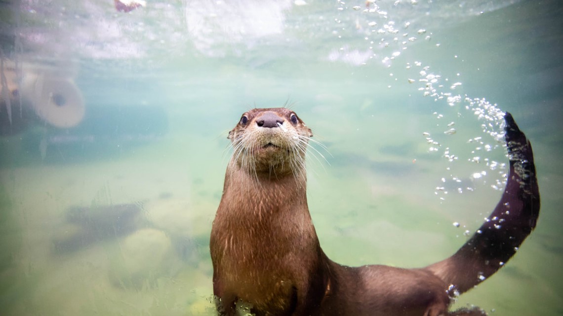 river otters underwater