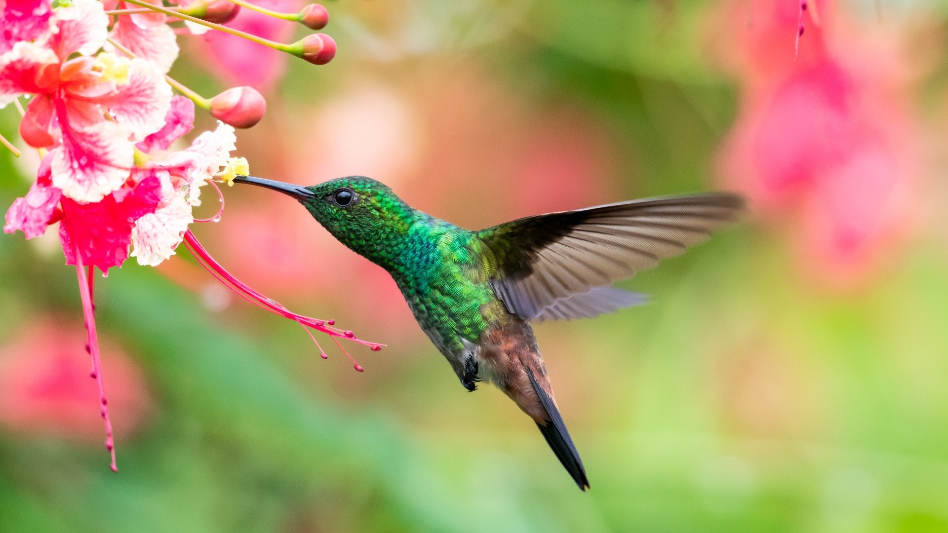 2 On Your Side's Claudine Ewing talks to gardening expert Jackie Albarella about the best plants to attract hummingbirds to your garden.