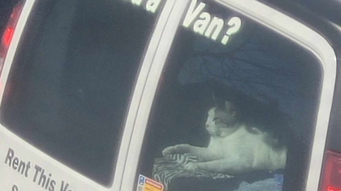 Cat spotted in U-Haul leads to 19 more cats found in woman's Jeep - Vimarsana News