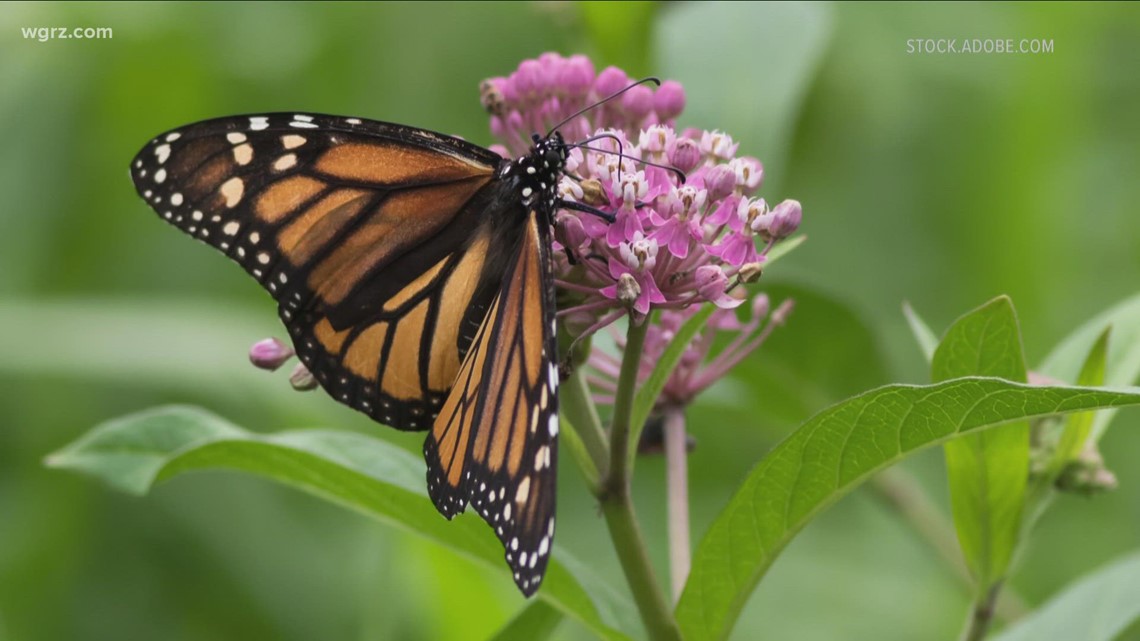 Monarch butterflies now on the endangered list - Vimarsana News