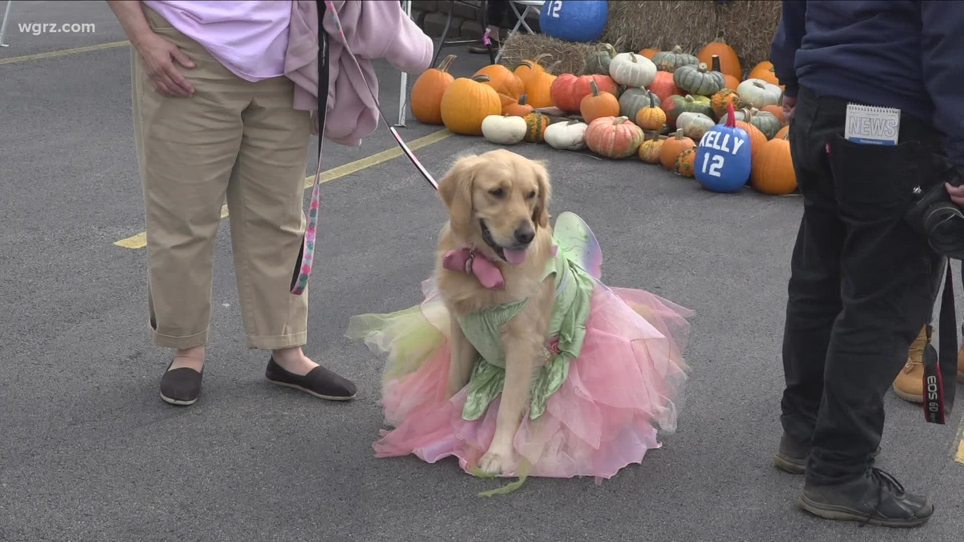The SPCA held a fall festival to help adopt the dogs in the shelter.