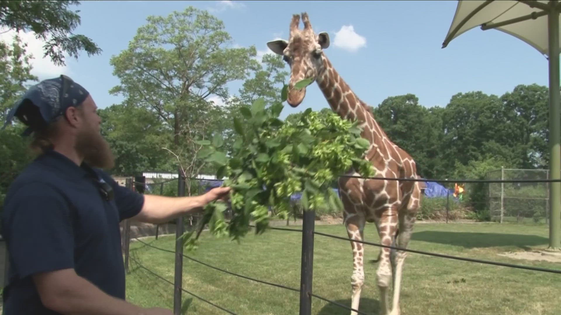 Zoomagination runs through August 20th at the Buffalo Zoo.