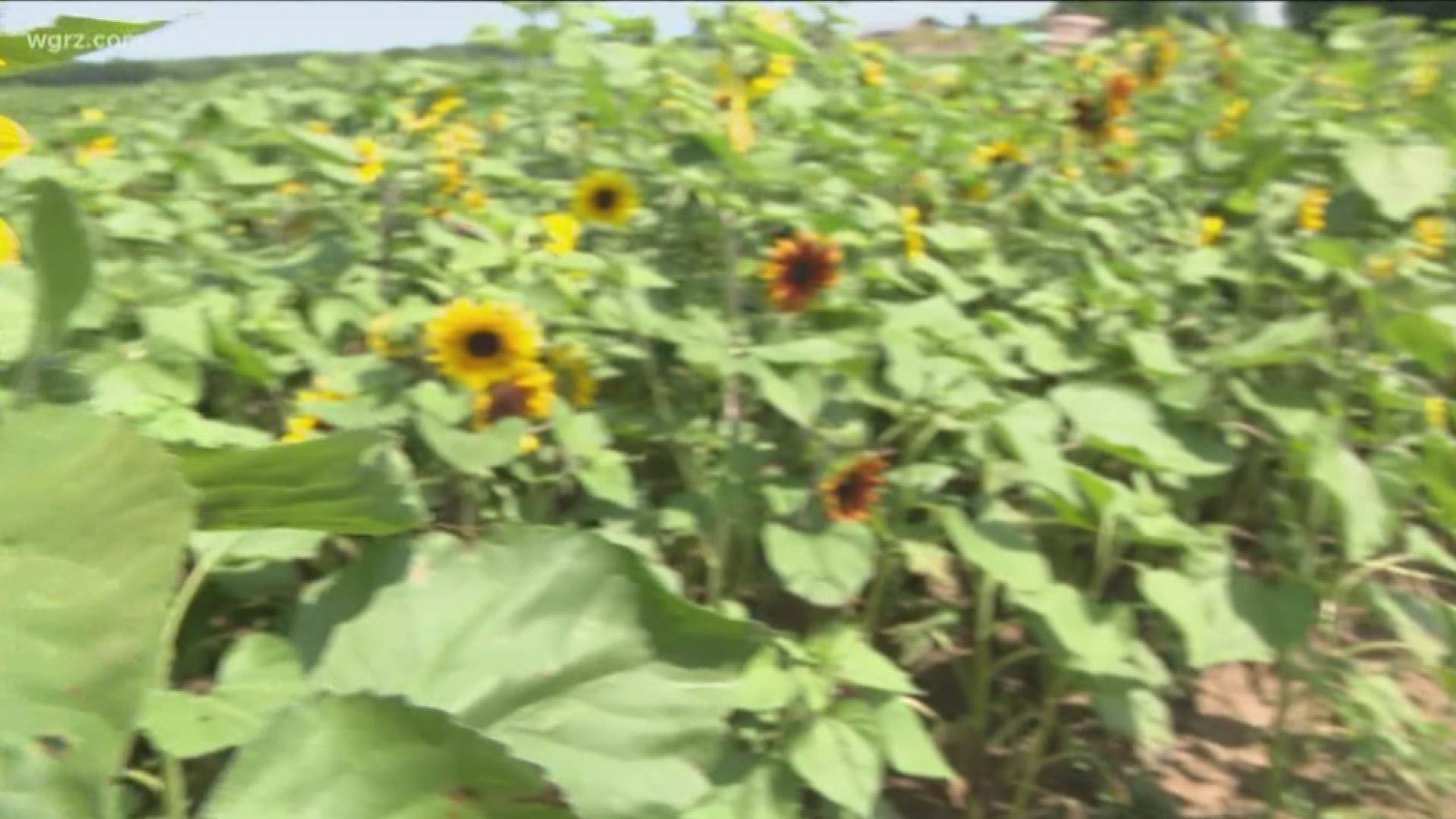 It's sunflower season in Niagara County