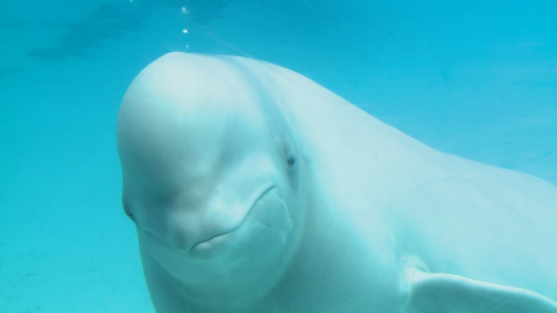 Marineland animals could be transported to the U.S.