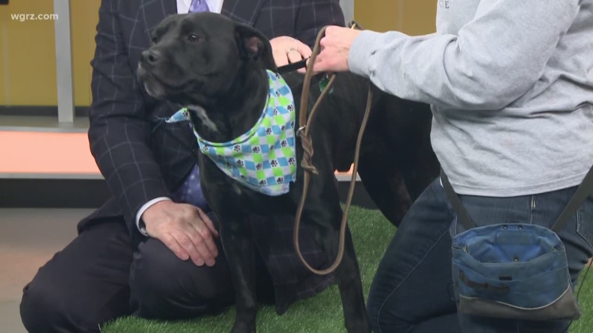 Pickles is a 1-year-old lab mix who is up for adoption from Buffalo Cares.