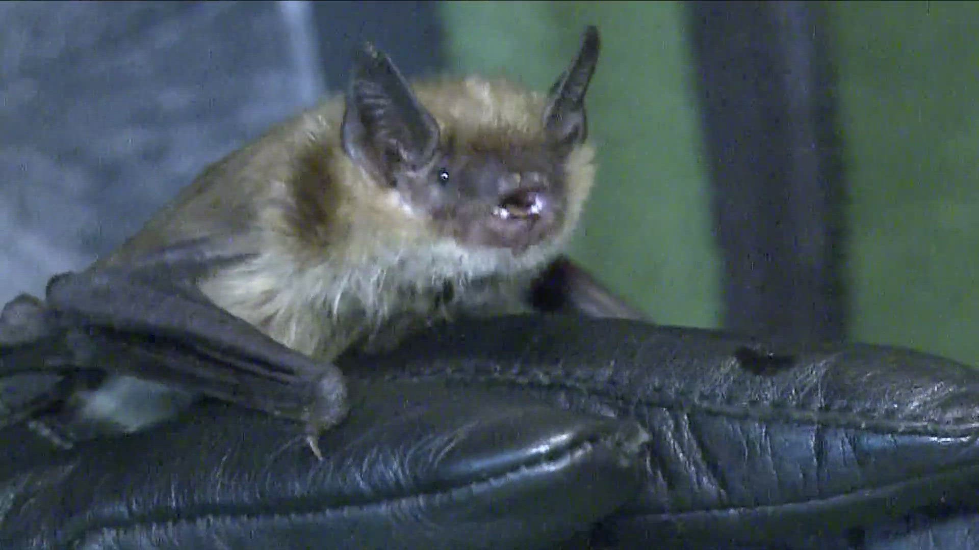 What to do during Bat Week to keep these species safe