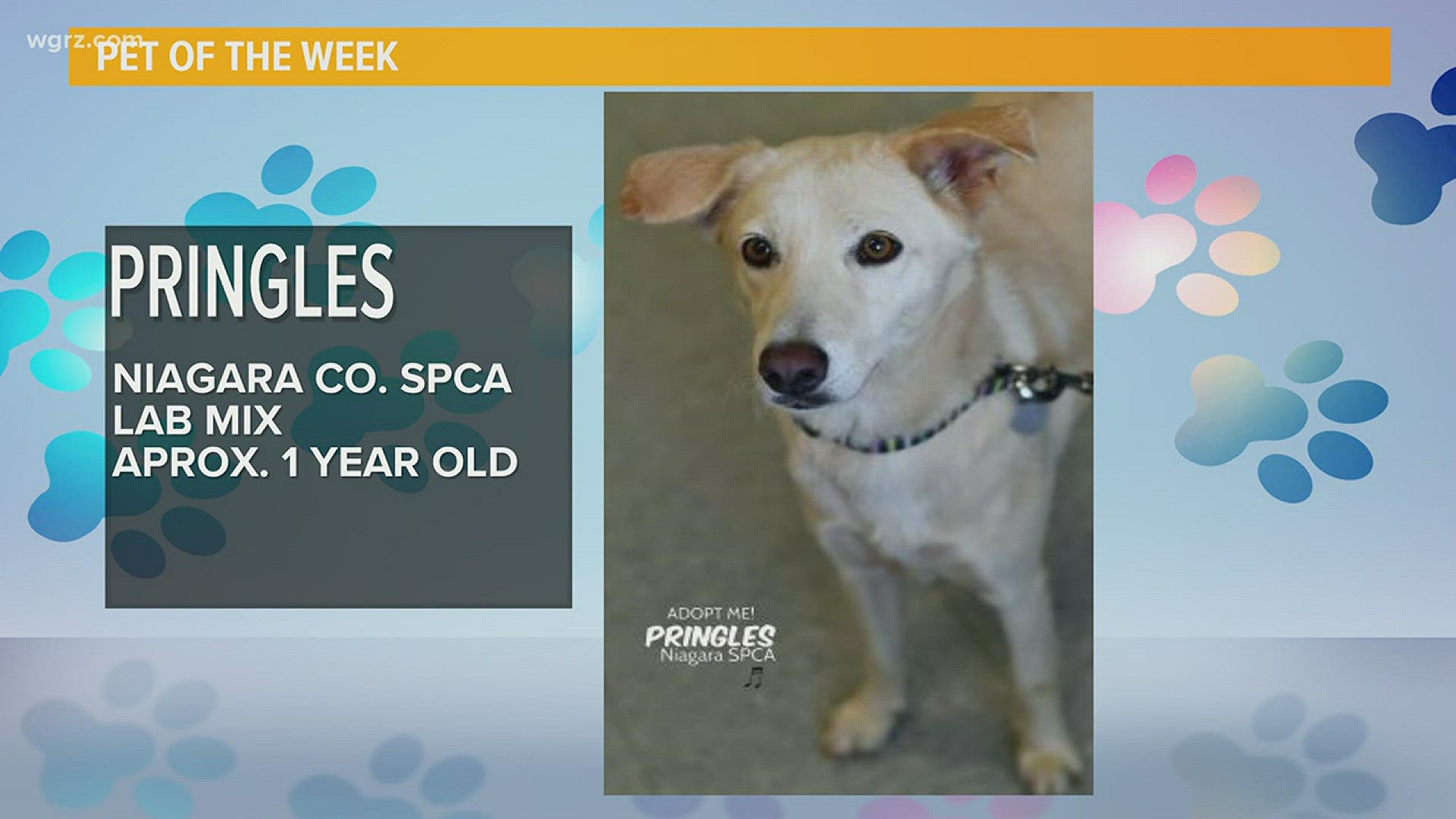 Pringles is a young lady all the way from Belize! She's a sweet, social, pup and she's looking for a furrever home.