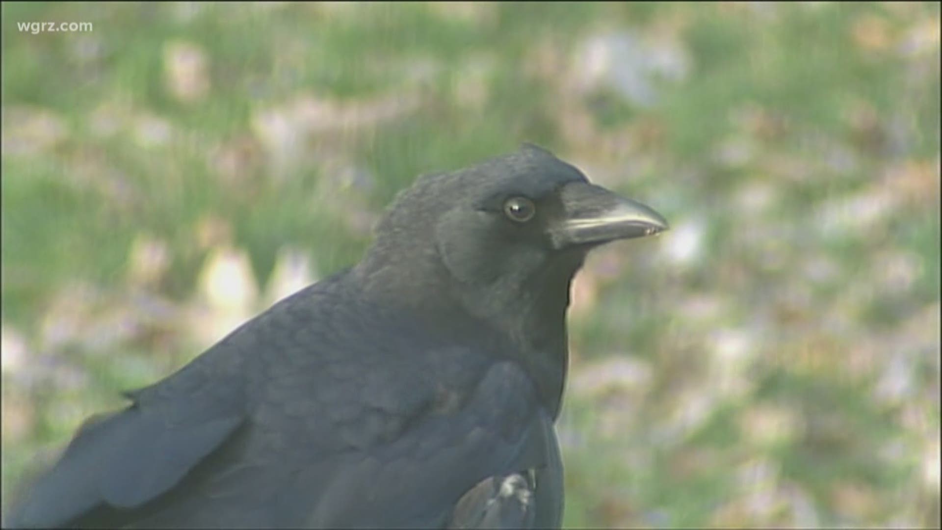 Crows, being among the planet's smartest animals, have made relatively recent adaptations to help them weather the winter.