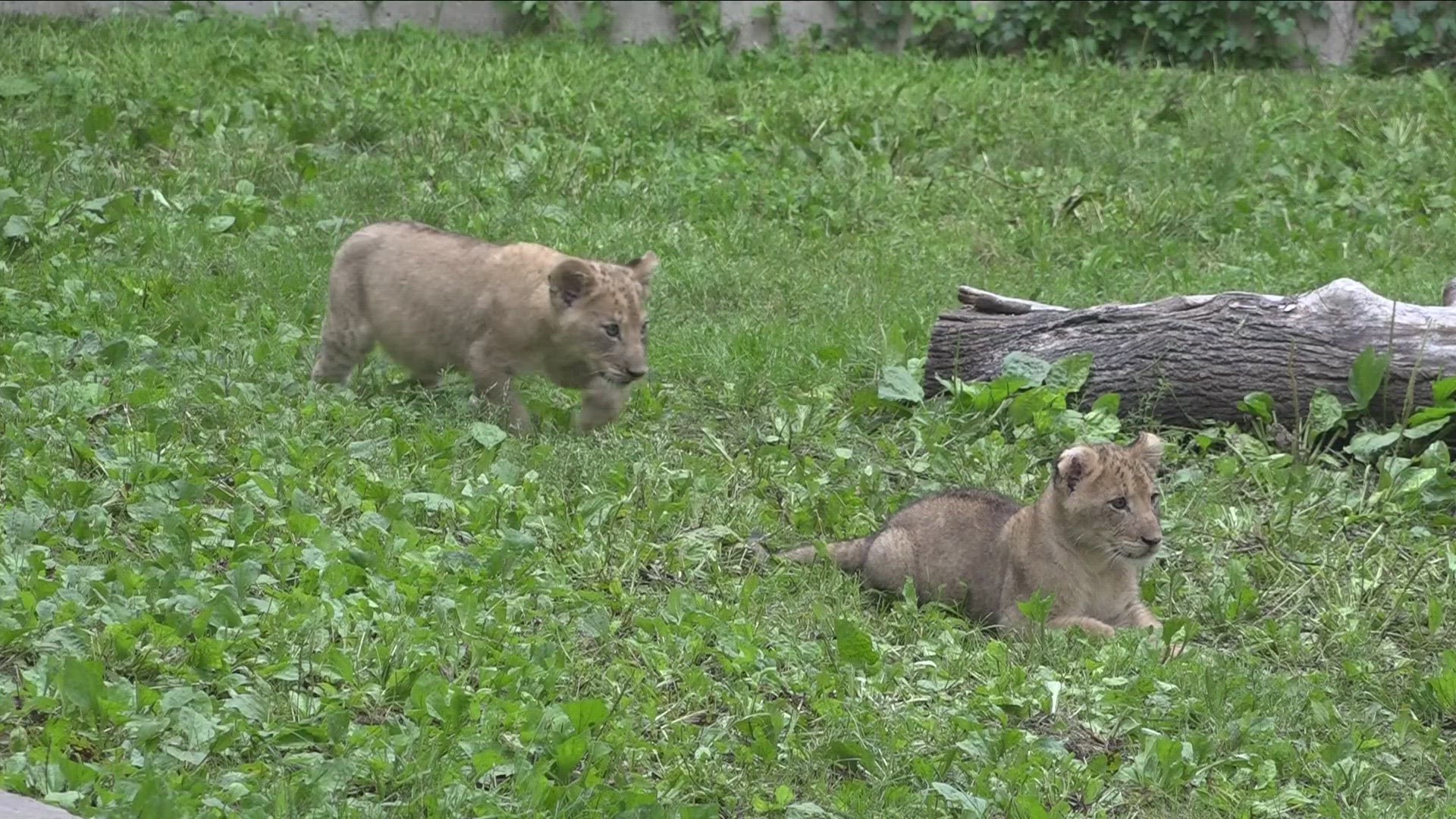 When these cubs were born ... they were under half a pound. So about two sticks of butter! Now at eleven weeks ... they've grown to about 18 pounds.