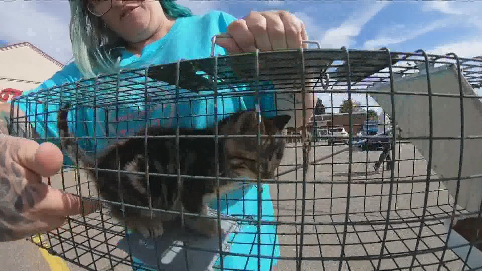 Feral cat problem in Mayville