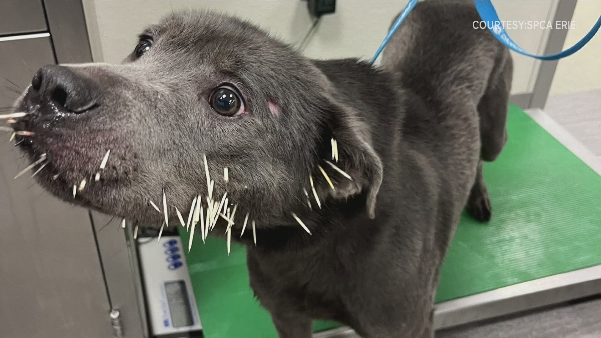 "This sweet girl emerged from the woods, clearly in distress," the SPCA Serving Erie County said on social media.