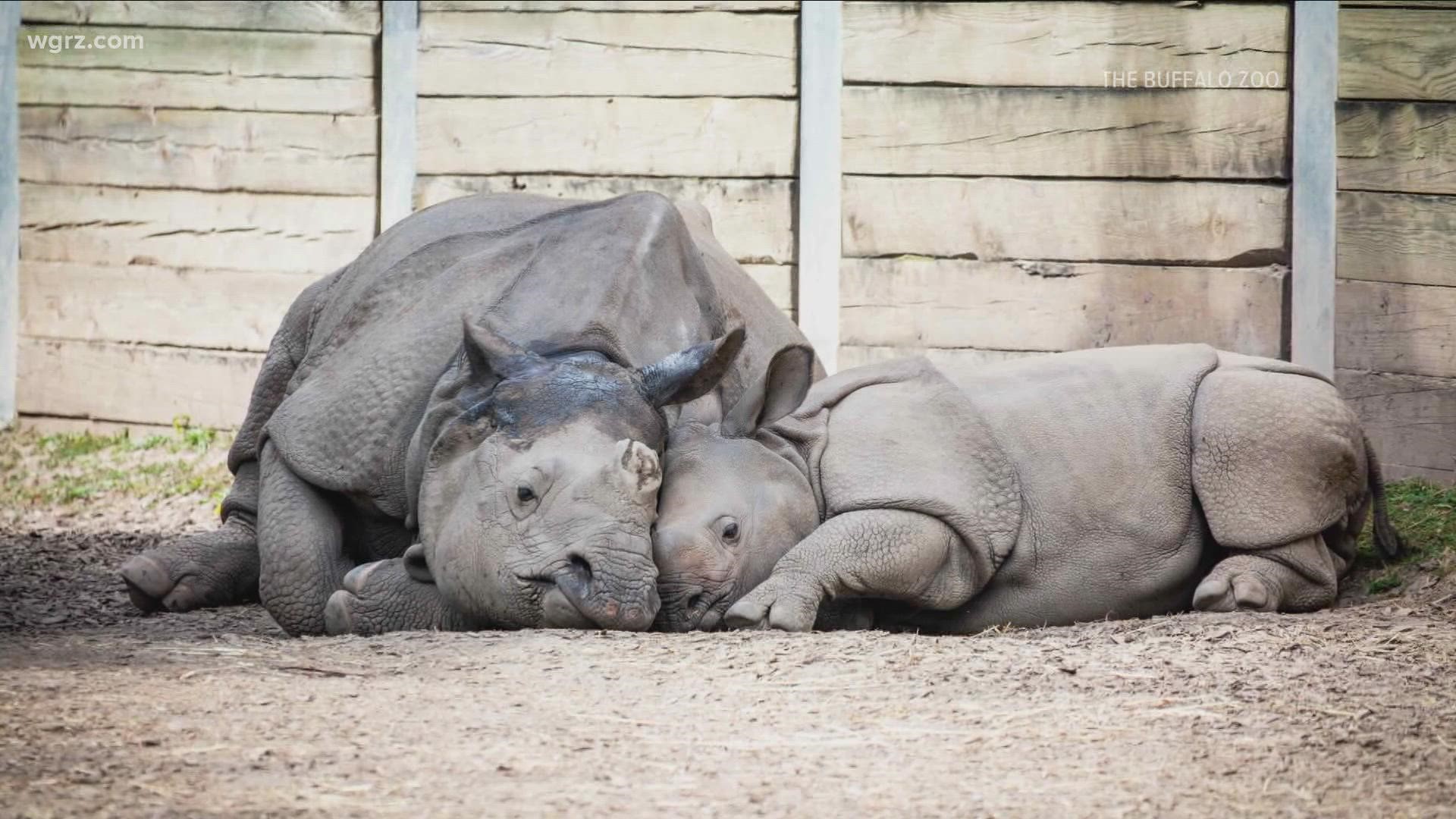 Some rhino cuddles to make Monday better