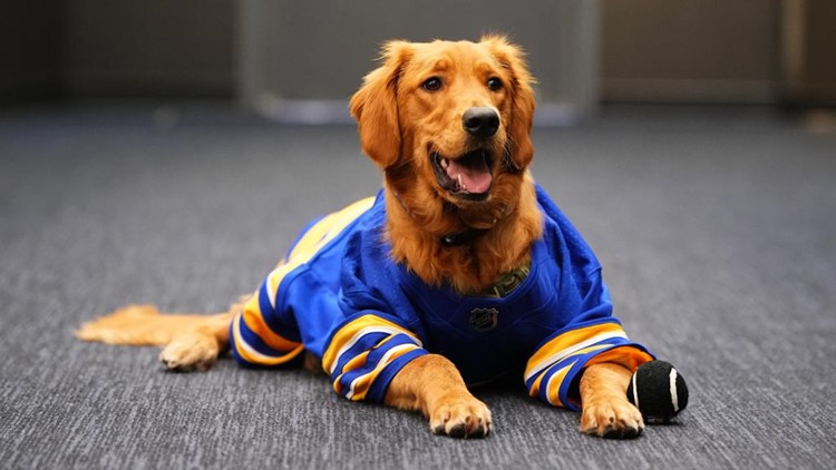 Sabres introduce new team dog